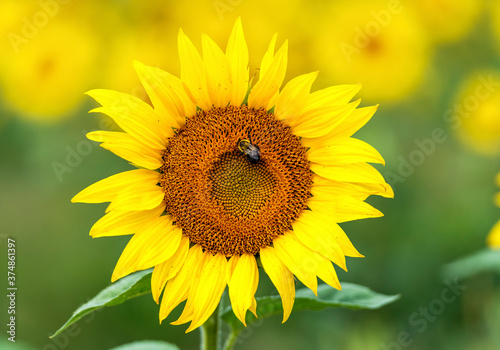 Close-up of a Sunflower and bee