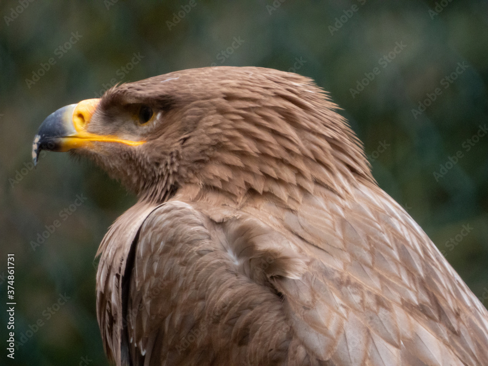 Steinadler Steinadler
