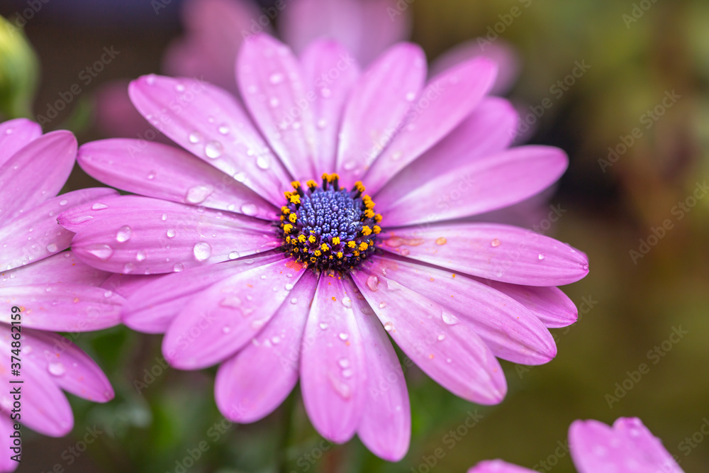 デイジーの花 春のイメージ デイジーの花 春のイメージ