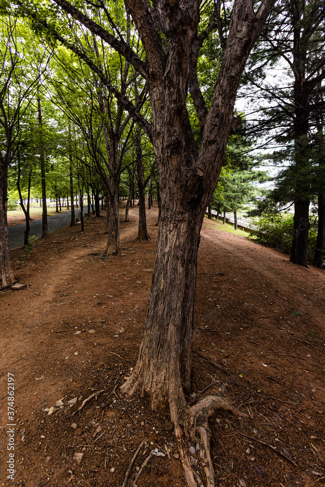 Fototapeta premium 산책로 사진