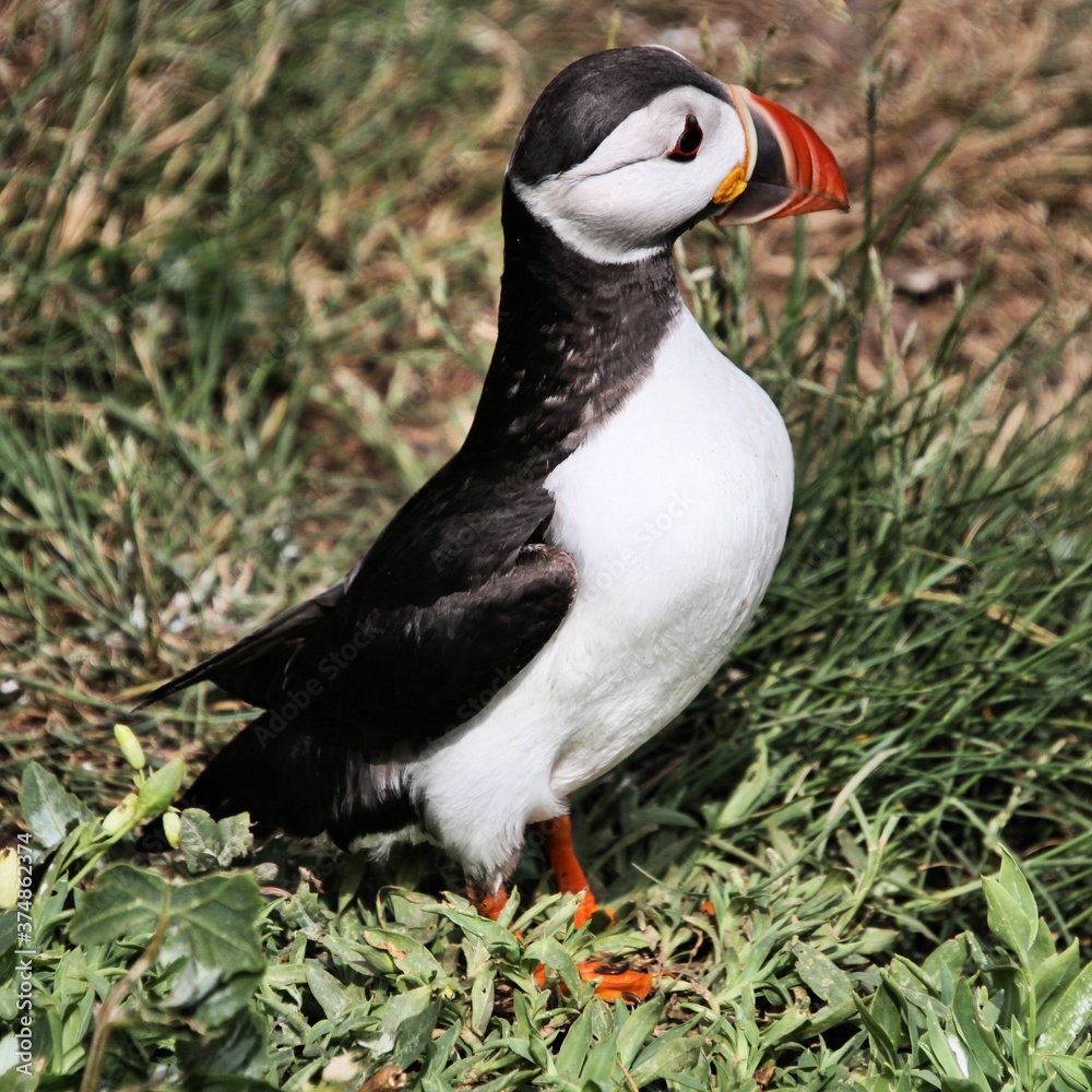 Naklejka premium A view of an Atlantic Puffin