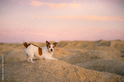 dog on a sandy quarry at sunset. Jack Russell Terrier through the hills of sand. Active pet