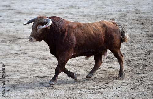 a spanish bull on the bullring on traditional spectacle of bullfight