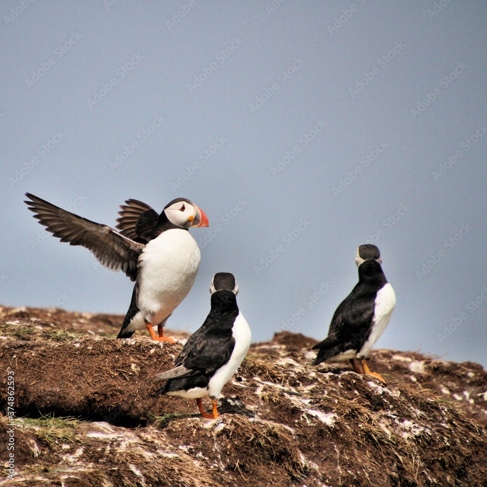 Obraz premium A Puffin in flight