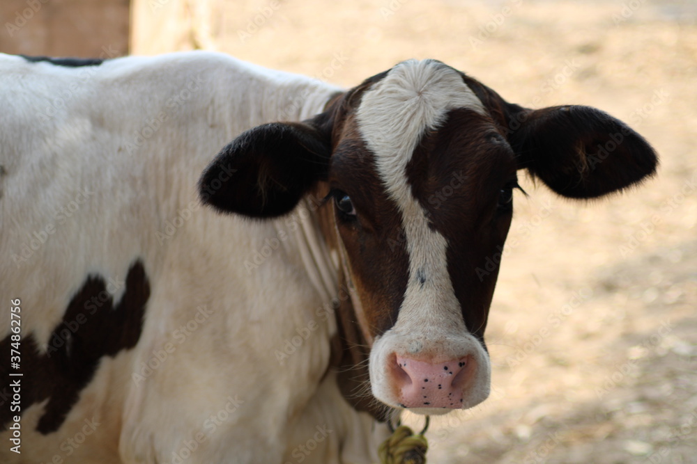 calf cow a lovely dairy animal close view calf cow a lovely dairy animal close view