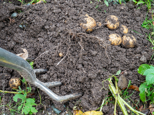 mit der Mistgabel Kartoffeln ernten im Garten