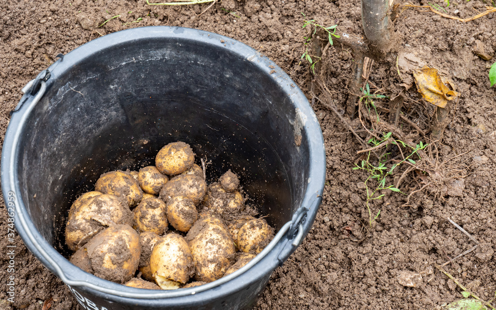 Obraz premium Eimer mit frischen Kartoffeln nach der Ernte