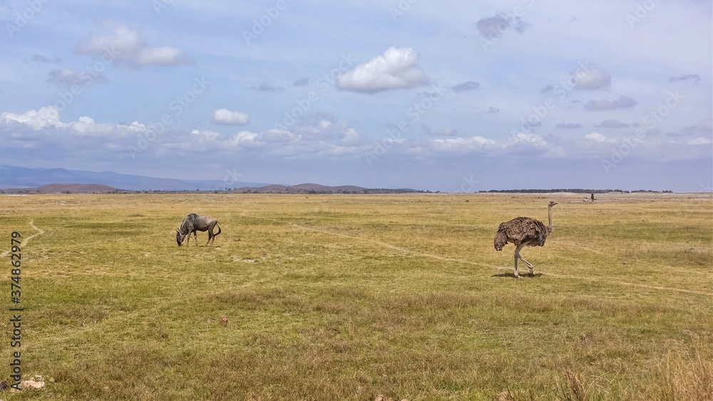 Dry season in the African savannah. Wildebeest grazes on yellow dry grass, ostrich walks. Blue sky with light clouds. Silhouettes of mountains on the horizon. Kenya. Amboseli park. Dry season in the African savannah. Wildebeest grazes on yellow dry grass, ostrich walks. Blue sky with light clouds. Silhouettes of mountains on the horizon. Kenya. Amboseli park.