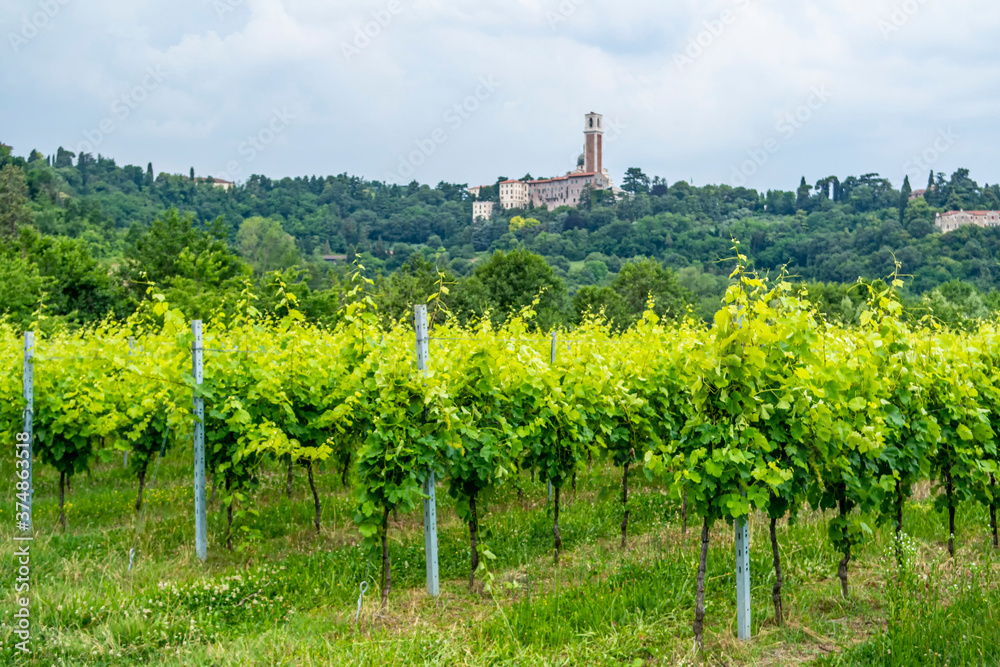 View on the Sanctuary of the Madonna di Monte Berico among a vineyard in Vicenza., Veneto - Italy