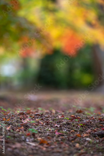 紅葉 和風な秋のイメージ