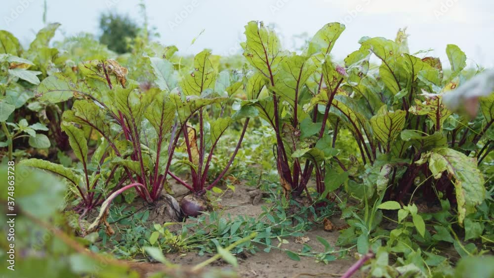 Growing green young red beetrots in the farmland. Farmer walks in background checking harvest. Organic vegetables. Homegrown food. Agriculture. Growing green young red beetrots in the farmland. Farmer walks in background checking harvest. Organic vegetables. Homegrown food. Agriculture.