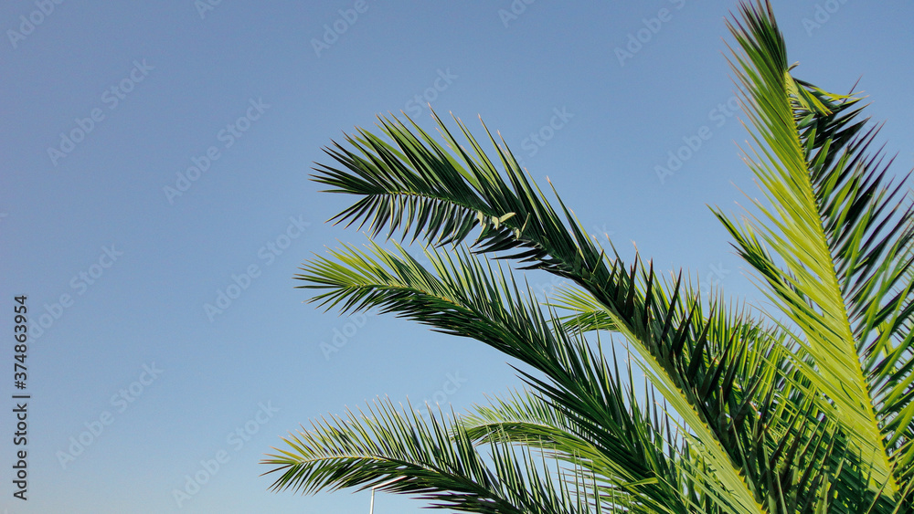 The sharp leaves of a palm tree. Palm leaf on nature green texture background The sharp leaves of a palm tree. Palm leaf on nature green texture background