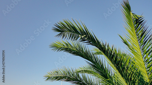 The sharp leaves of a palm tree.  Palm leaf on nature green texture background © Alohadunya