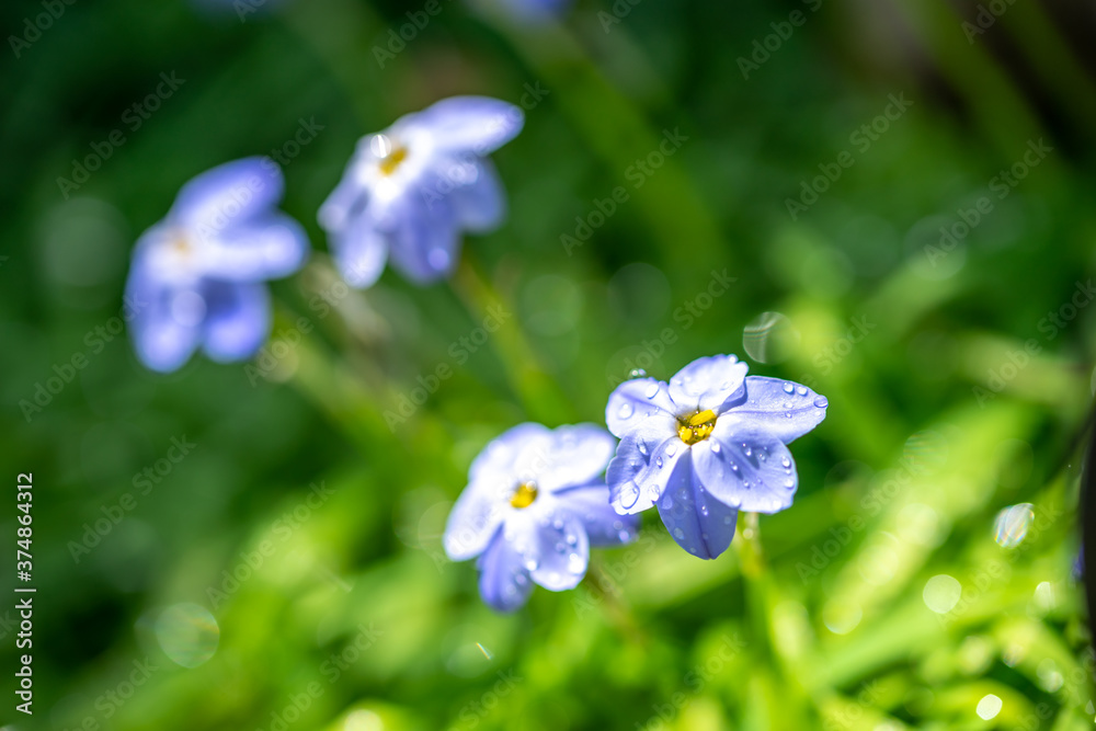 ハナニラの花 春のイメージ ハナニラの花 春のイメージ