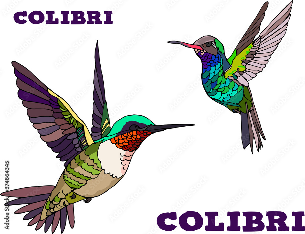 Obraz premium Koliber dwa jasne