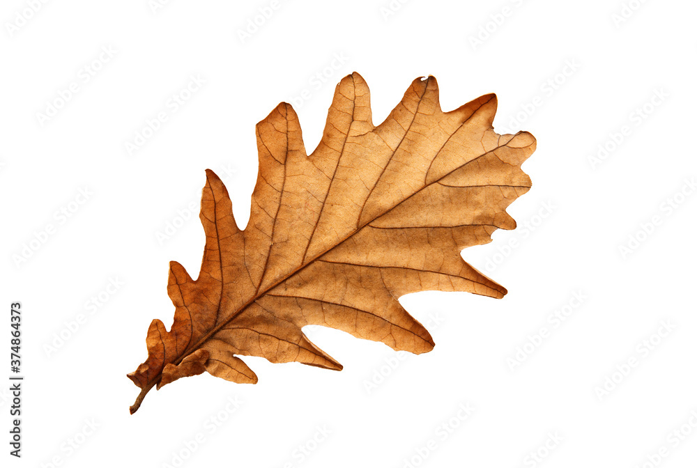 Close up on autumn oak leaf isolated on white background. Close up on autumn oak leaf isolated on white background.
