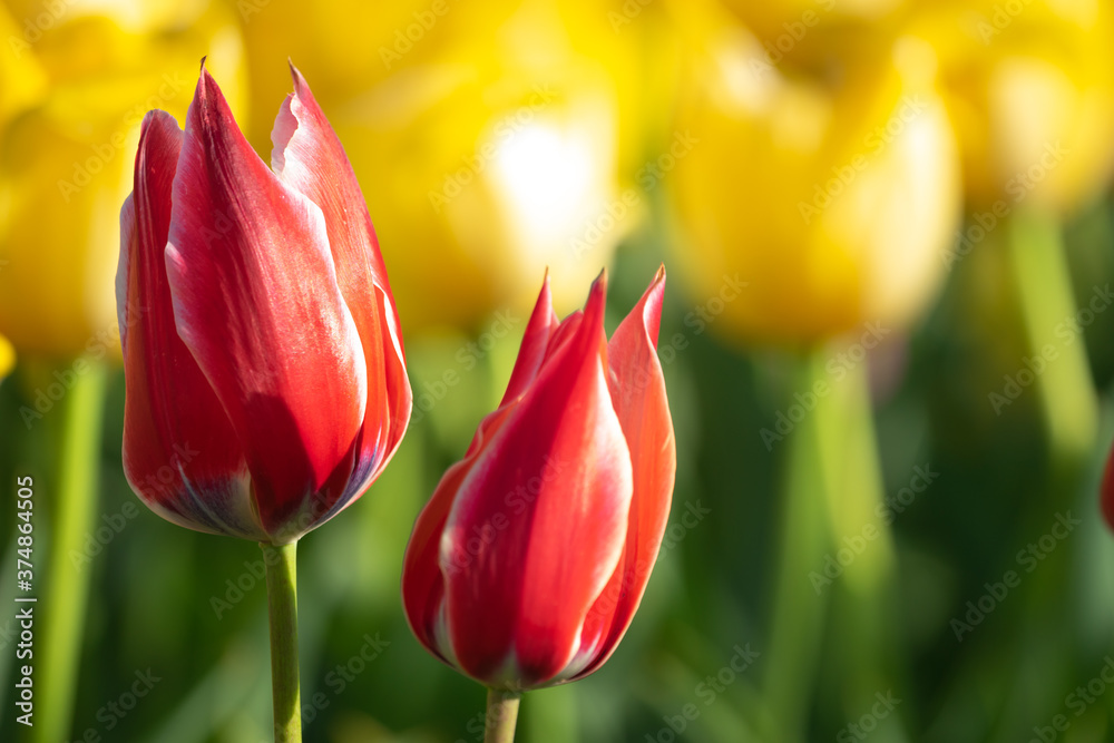 Fototapeta premium チューリップの花 春のイメージ
