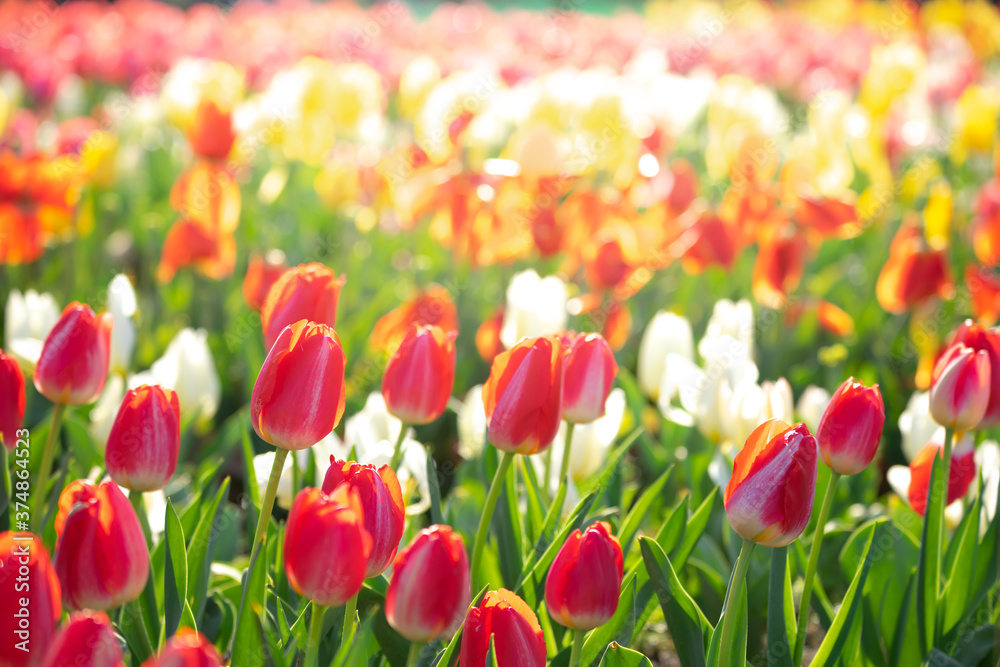 チューリップの花 春のイメージ チューリップの花 春のイメージ