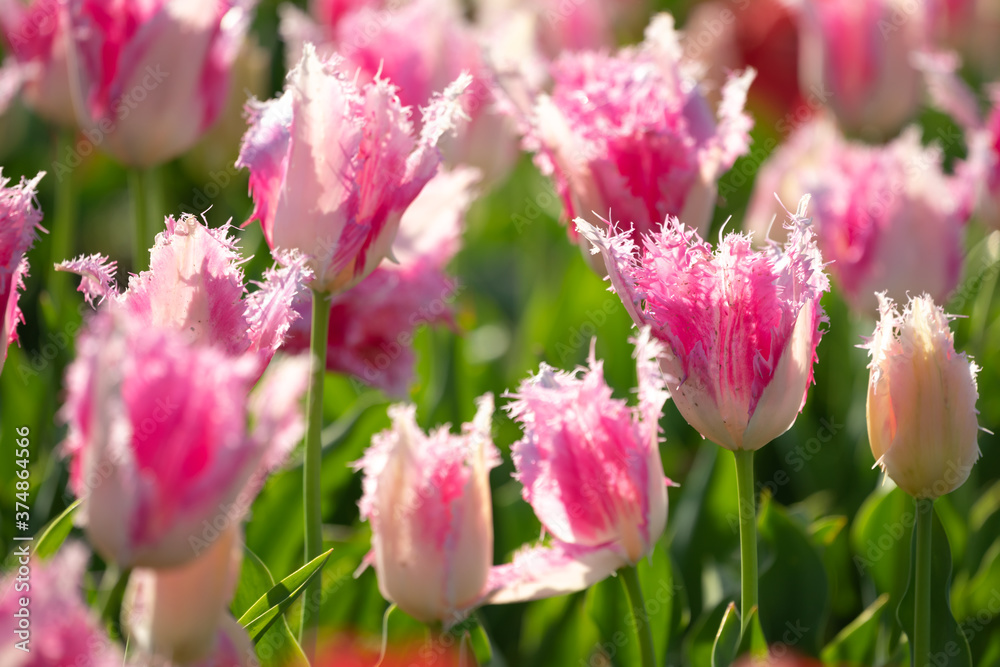 チューリップの花　春のイメージ