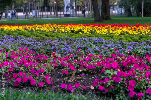 Fototapeta Naklejka Na Ścianę i Meble -  Colorful flowers in the park