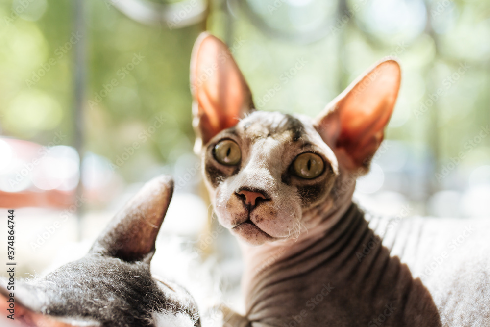 Sphynx cat looking in the camera Sphynx cat looking in the camera