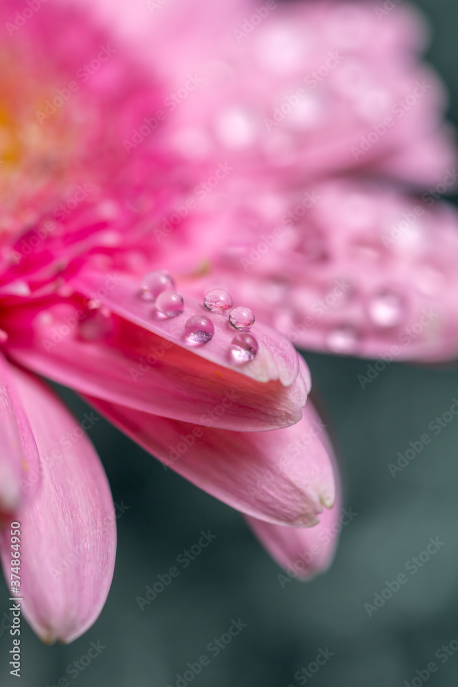 ガーベラの花