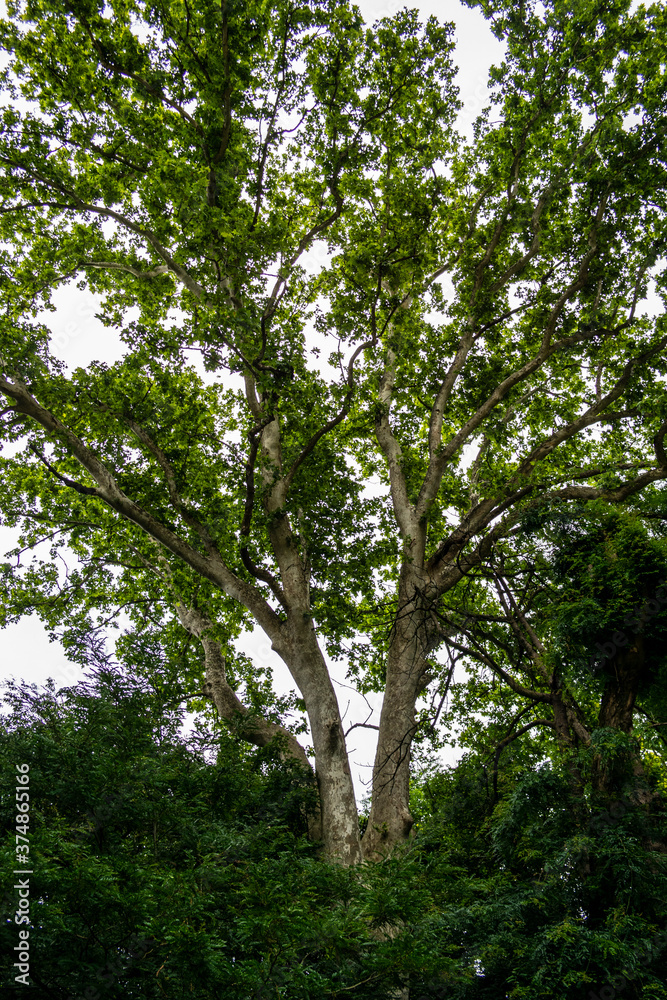 Chestnut tree with thick foliage Chestnut tree with thick foliage