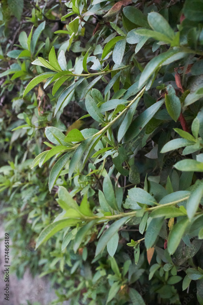 茂み 茂み