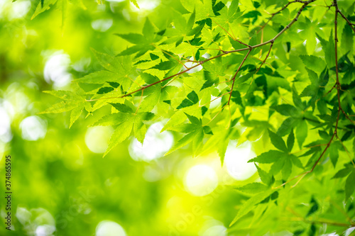 緑のモミジ　初夏のイメージ