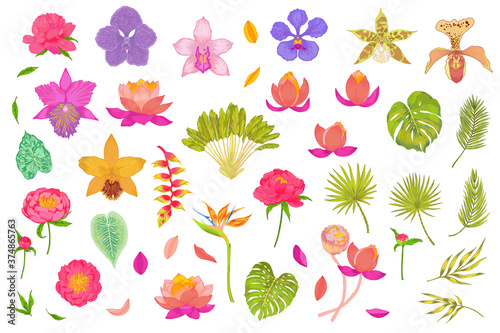 Big tropical vector set of flowers and plants. Ravenala tree, areca, fan palm, lotus, peony, orchid, strelitzia, heliconia flowers.