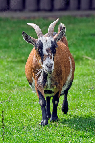 Westafrikanische Zwergziege ( Capra aegagrus hircus )