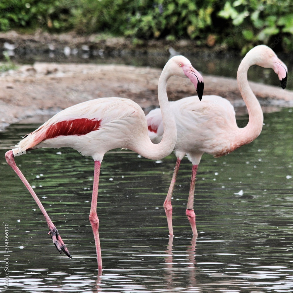 pink flamingo in the zoo