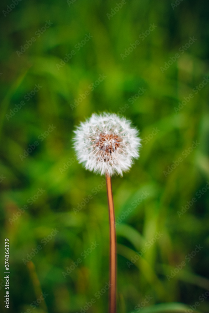 White dandelions on green background. Summer, nature background