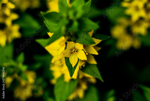 Blooming yellow moneywort flower close up, colorful and vivid plant, natural ...
