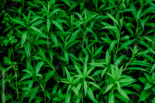 nice and textural,green and clean plant leaves