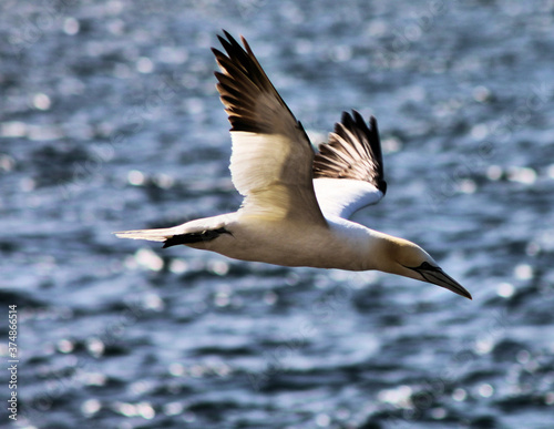 A Gannet in flight © Simon Edge
