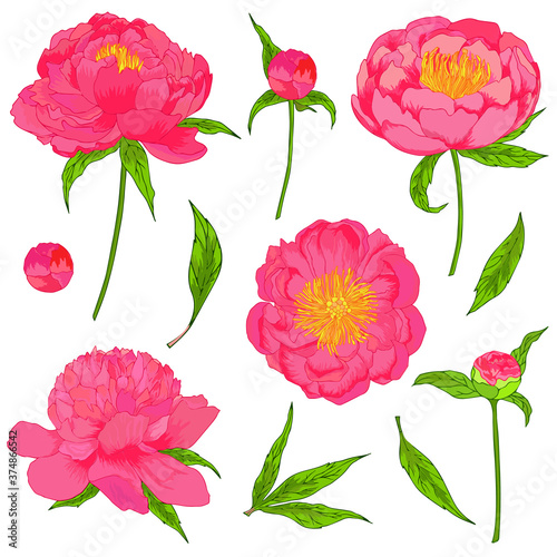 Vector peony flowers set with leaves and buds