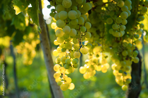 bunches of ripe white grapes growing in organic vineyard at harvest time