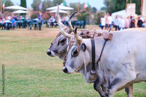 Cows from Maremma, Italy. The animals wear a yoke to tow a cart during a public festival event. Italian cattle breed with huge horns.