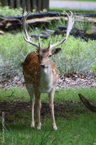 Beautiful young fallow stag deer at Dunham Massey