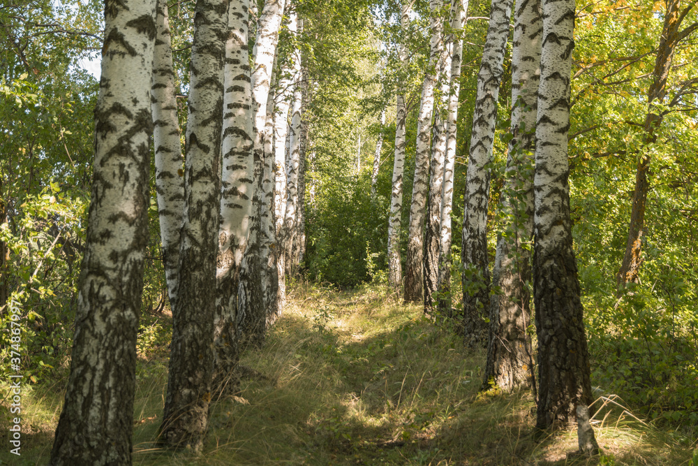 Naklejka premium Birch alley in the Park