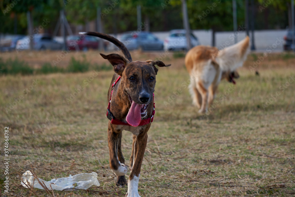 Beautiful young dog with tongue hanging out after playing in public dog park Beautiful young dog with tongue hanging out after playing in public dog park