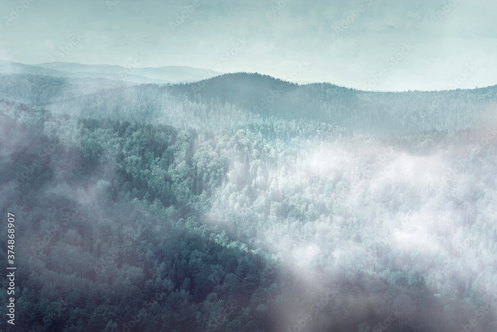 Mysterious  foggy forest, fog over dark forest