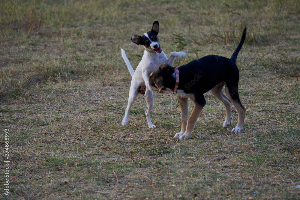 Two beautiful black and white dogs playing one jumping over the other in a dog park Two beautiful black and white dogs playing one jumping over the other in a dog park