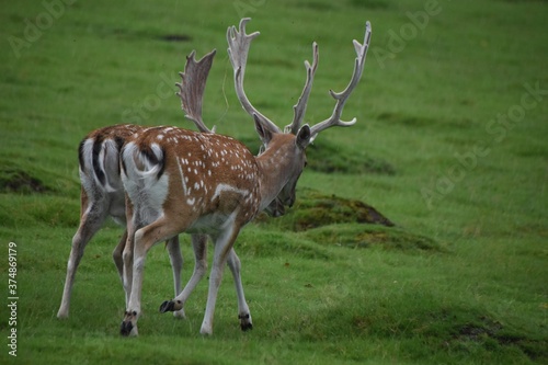 Картината върху платно Beautiful  young fallow stag deer at Dunham Massey