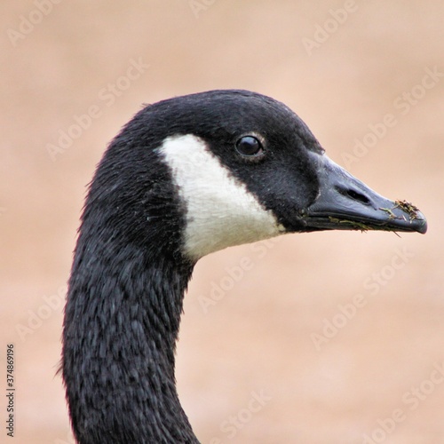 A view of a Canada Goose