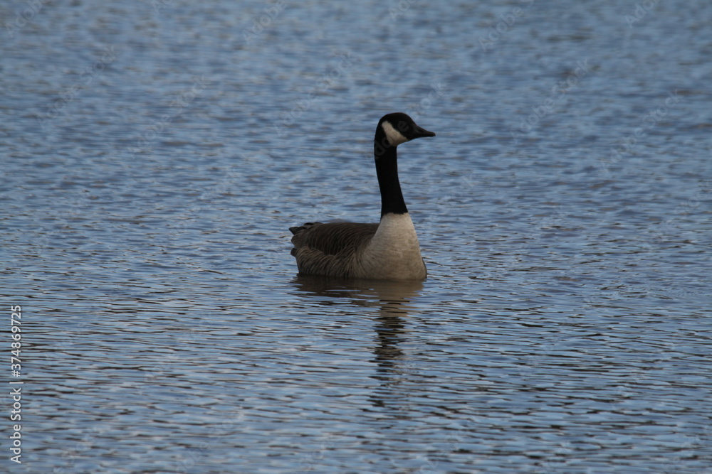 A view of a Canada Goose A view of a Canada Goose