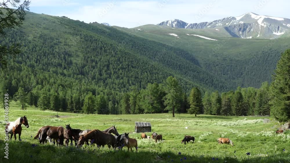 Horses grazing in a pasture in the mountains, Siberia Horses grazing in a pasture in the mountains, Siberia
