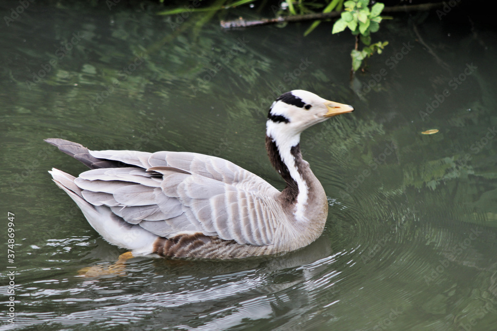 A view of a Bar Headed Goose A view of a Bar Headed Goose