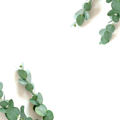 Border frame made of eucalyptus branches on a white background. Floral concept with copy space.